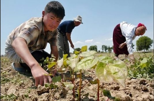 Мигранты из Узбекистана. Проект по привлечению кадров в аграрную сферу